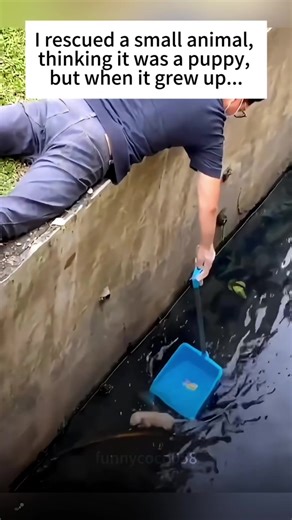 Unexpected Rescue: My Journey with a Fennec Fox