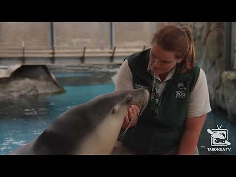 Pregnant Sea-lion Nala has an Ultrasound at Taronga Zoo Sydney