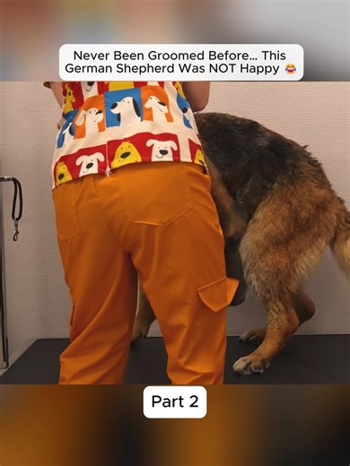 Never Been Groomed Before… This German Shepherd Was NOT Happy 😂