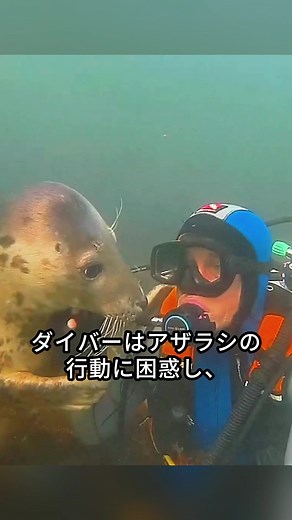 アザラシはダイバーが溺れていると思い、彼を助けた #ディスカバーキャンペーン #レスキュー #動物大好き #動物 #カメ #ウミガメ #動物コレクション #動物愛好家 #ペット