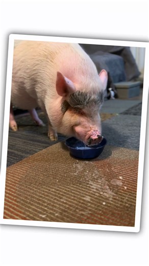 Archiethepig (@archie_the_pig1)’s videos with original sound - Archiethepig