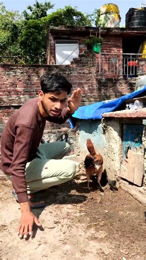 Murgi ka chuza Missing😨 #chickenlovers #rooster