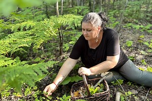 Récolte de plantes sauvages: