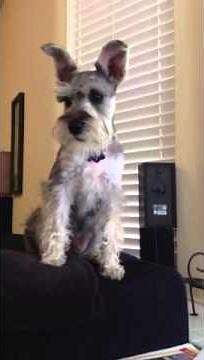 Miniature Schnauzer Barking