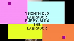 Alex's Puppy Hood by Super Alex the Labrador - Dailymotion
