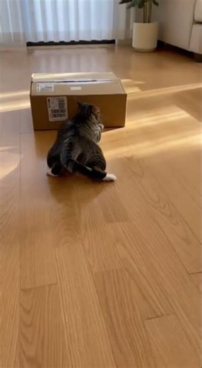 Cat Completely Misses Box Jump