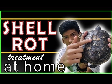 How to treat shell rot on a turtle | shell rot treatment at home| all you need to know |