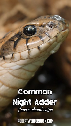 160K views · 1.2K reactions | Cutest Snake Drinking Water #snake #wildlife #cute | Robert Wedderburn Productions | Facebook