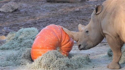69K views · 1K reactions |  Our rhino boys got into the Halloween spirit with some giant pumpkins — a special treat from our friends at Dollywood! Pumpkin isn’t a typical snack for Southern White Rhinos, but it definitely makes for some curious fun to explore. 憐 Big thanks to Dollywood for helping make this pumpkin playtime possible! | Zoo Knoxville | Facebook