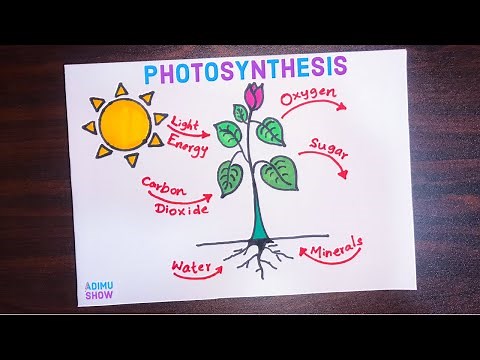How To Draw Photosynthesis Labeled Diagram | step by step tutorial