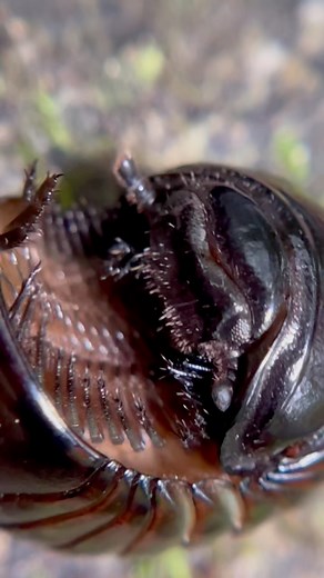 Legs for days! Millipedes are among some of the strangest creatures on earth, equipped with anywhere from 36 to over 300 legs depending on species. These animals are primarily detritivores meaning they aid in the breaking down of organic material in their respective environments. In addition to eating fallen leaves, wood, and mushrooms these animals also feed heavily on vegetation making them a lot more placid and much calmer than their carnivorous cousins the centipedes. It’s always so fun to c