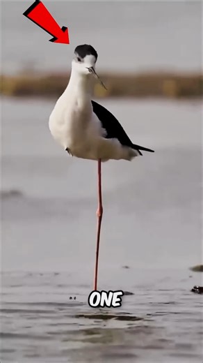Why Birds Stand on One Leg