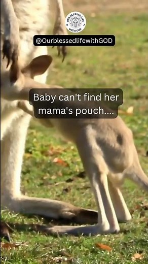 GET AN UP-CLOSE LOOK | BABY KANGAROO CLIMBS ON MAMA'S POUCH | SO CUTE AND AMAZING #shorts