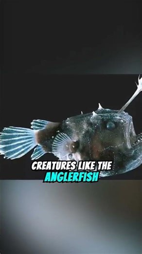 Creatures of The Mariana Trench #marinelife #Marianatrench