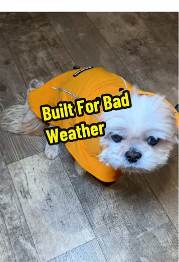 Transforming Rainy Days with the Right Dog Raincoat