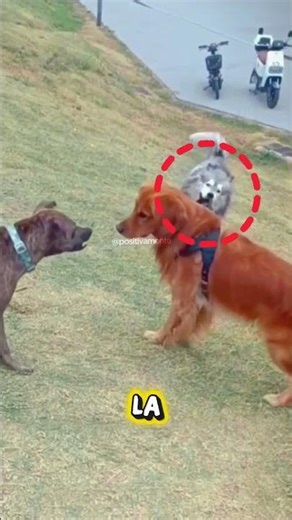 Golden demonstrates his power