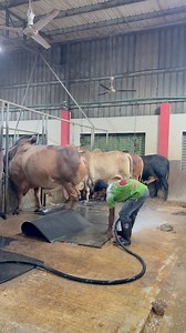 Cleaning cow dung from the floor carpet of the cattle farm | Bull Barn Life