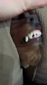 The Cutest and Funniest Dogs Compilation