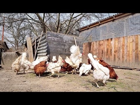 Chickens Eating Fresh Grass on a Bright Day