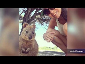 The 'Quokka Selfie' is Instagram's Newest Adorable Trend