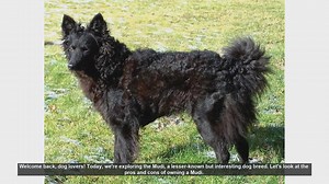 The Mudi Dog Breed: Pros and Cons of Owning This Energetic Companion