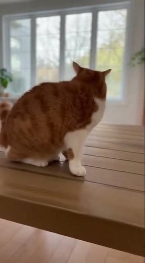 😹 🐈 Funny! Sleeping Cat reaction! Hilarious nap fails #cat #funnycats #sleepingcat