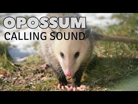 Opossum Calling Sound