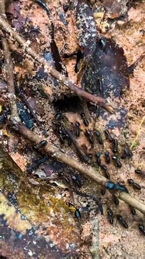 Watch Thousands of Termites March Home #short