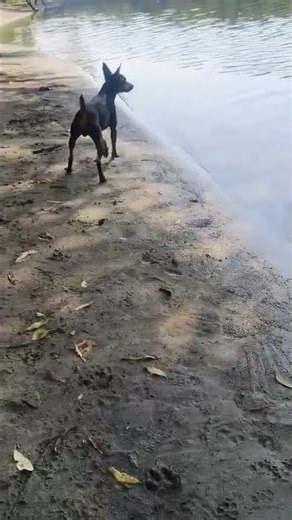 At the Riverbank—Tiny Guardian Barking into the Distance 🌊🐕