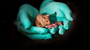 Mice born from same-sex parents via gene editing