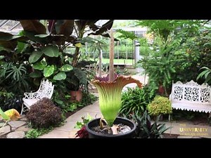 Time lapse of URI's Titan Arum (Corpse Flower)