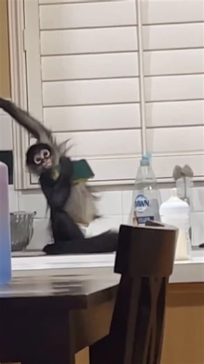 Michael Robison on Instagram: "Still a classic… this was when George lived with his original family, before he came to SPARTN. He was and absolutely still is a cute little clown! Spider Monkeys love to “bathe” themselves with different objects… it’s both taking on a scent and scent marking. The most common things you see in captivity are celery (Winston’s favorite), dryer sheets and as you see here sponges. It’s a natural behavior, and instinct… and yes it’s funny! All monkeys do some form of th