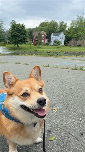 🦊😯Be curious🐾Life advice from Micho 🦊