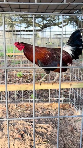 Larry Romero McLean hatch. #larryromero #mcleanhatch #rooster #greenjeanfarm