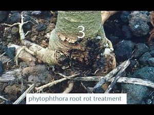phytophthora root rot treatment