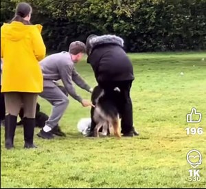 *Warning Graphic Content* I don’t very often repost other peoples videos but feel that this needed a discussion. In this video you will see the gsd attacking the little white dog. I have no idea what circumstances led to this dog being attacked or who was at fault prior to the attack. That is not why I’m discussing the post. Nor do I know who any of the people involved are. So to clarify this is not to pull apart any person or the circumstances, this is just to help people who may be unfortunate