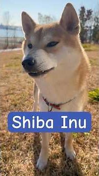 Shiba Inu is a confident, alert, and famously independent breed!