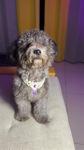 scruffy puppy on TikTok