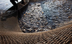 Environmental Aspects