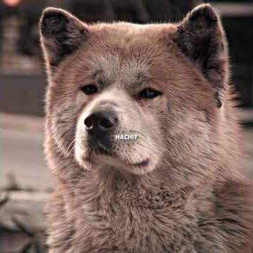 "Hachi has been waiting for more than 10 years" 😭💔 Hachi: A Dog's Tale #shorts​ #edit