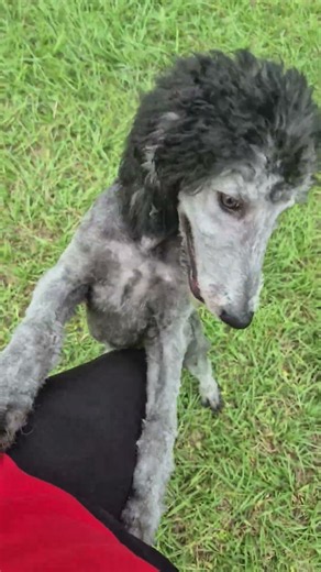 poodle hair cuts