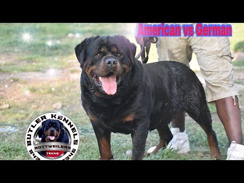 The true Difference between German & American Rottweilers?