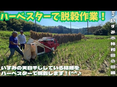 ハーベスターで脱穀作業！【里山再生・土壌改善・開拓型農業アクティビティ里山体験受付中】