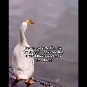 5.8K views · 138 reactions |  | Light Witch Tarot LLC | Facebook