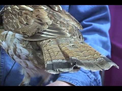 Ruffed Grouse Basics