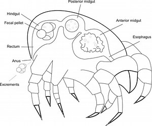 House dust mite excrements/ faeces HDM excrements - Citeq Biologics