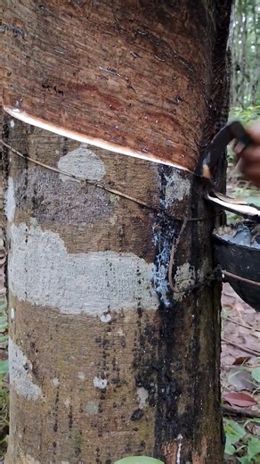 Excellent 👌 tapping rubber tree 🌳 || #rubberfarming #rubbertree #rubberplant #shortsfeed . . | Quick Look