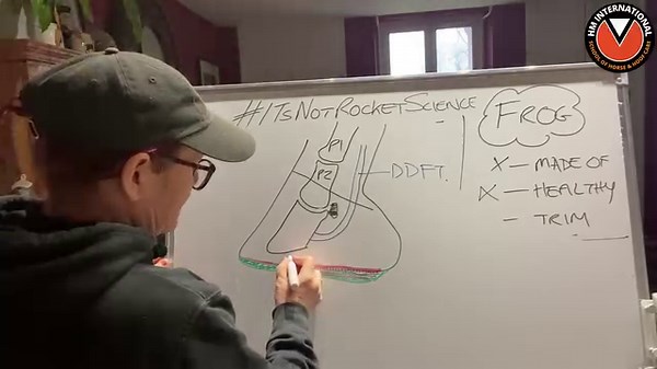 Should you carve the horse's FROG? Will it make your horse more sensitive? In this #ItsNotRocketScience 🚀 lesson I'm going to talk to you about the frog of the horse's foot. I'll be covering: - what the frog is made of - how to keep the frog healthy and cure any thrush - if you should trim the frog This was a lesson requested by lots of people so I hope you find it useful. Any questions please put them in the comments. To watch more free lessons on the horse's hoof please visit and subscribe to
