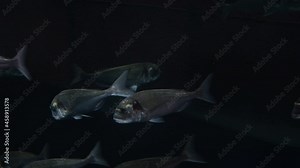 Gilt-head bream in a aquarium, Sparus aurata