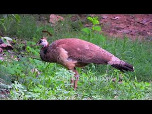 Peahen foraging gracefully in the wild | The elegant female Indian Peafowl